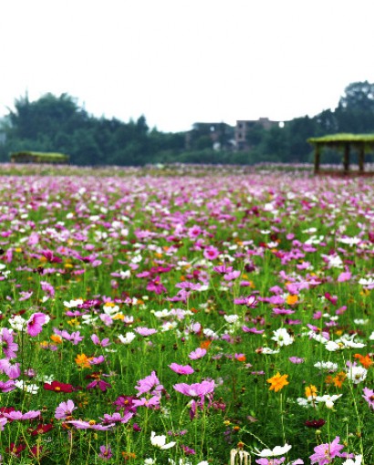 格桑花
